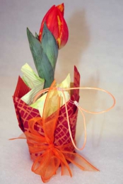 Tulipanek w Doniczce