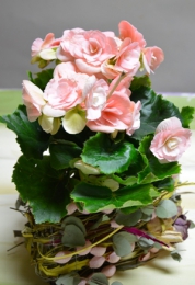 Begonia z dekoracją